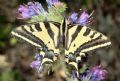 Papilio alexanor